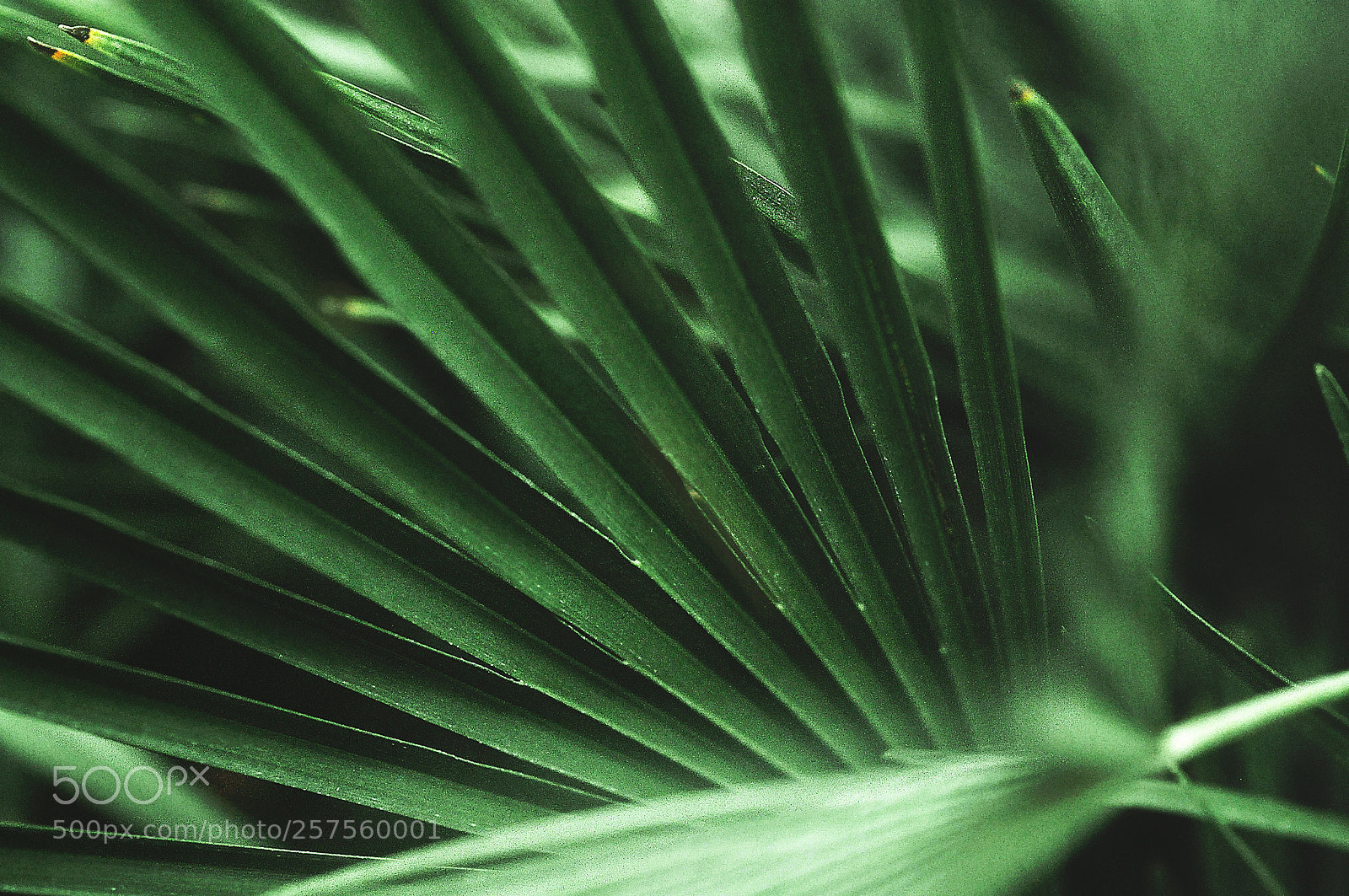 Nikon D90 sample photo. Fern photography