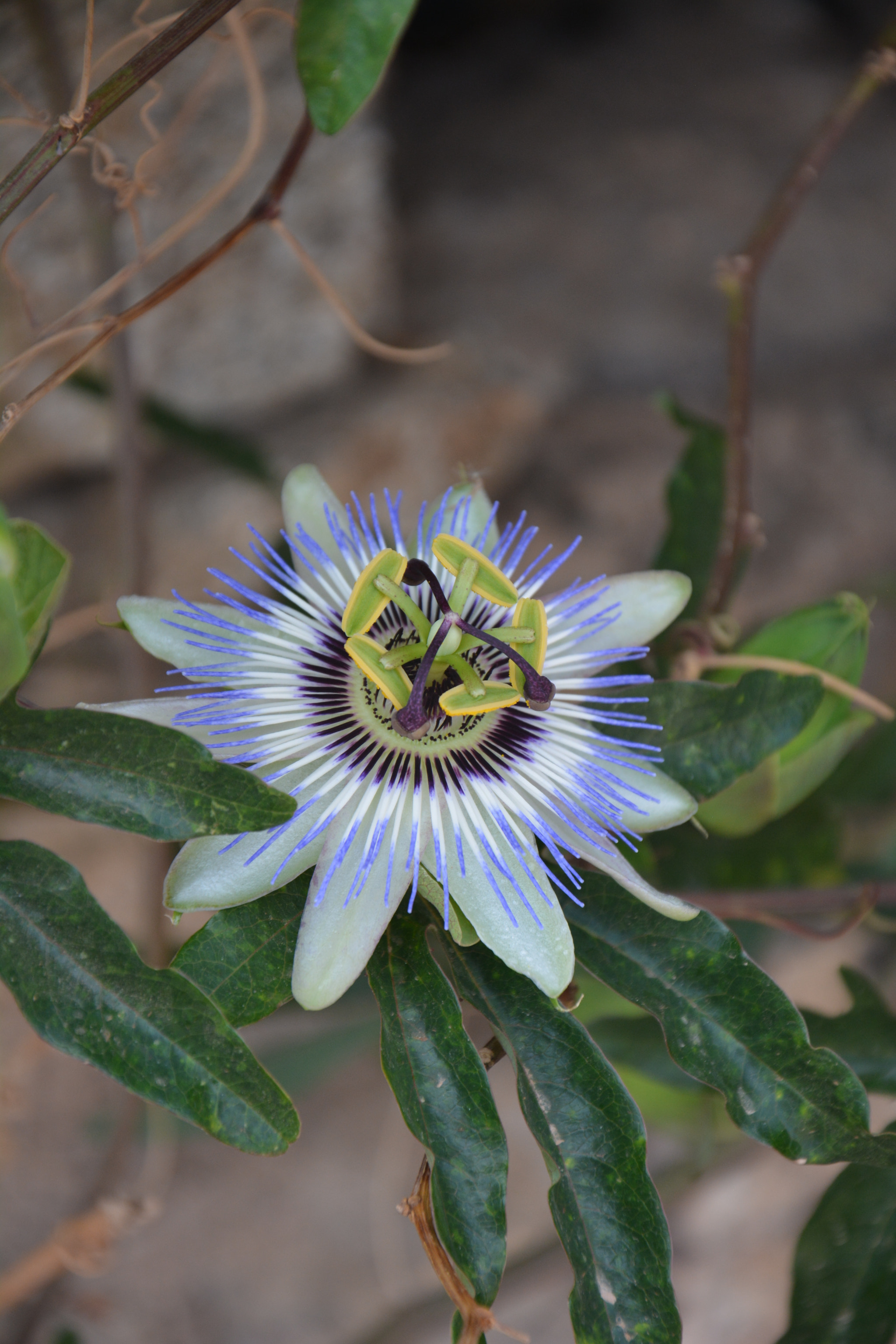Nikon D5200 sample photo. Flower photography