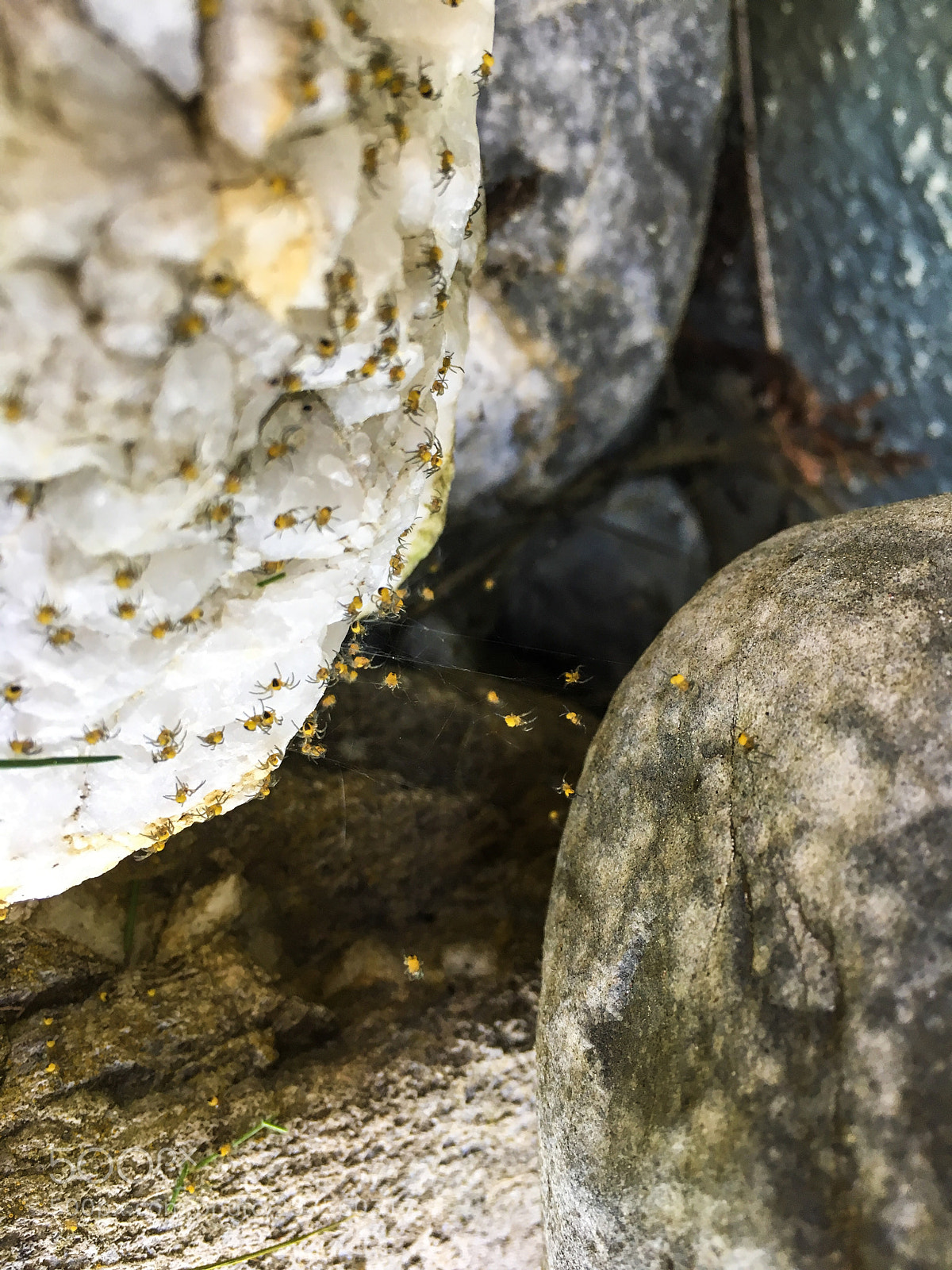 Apple iPhone 6s sample photo. Spiders  photography