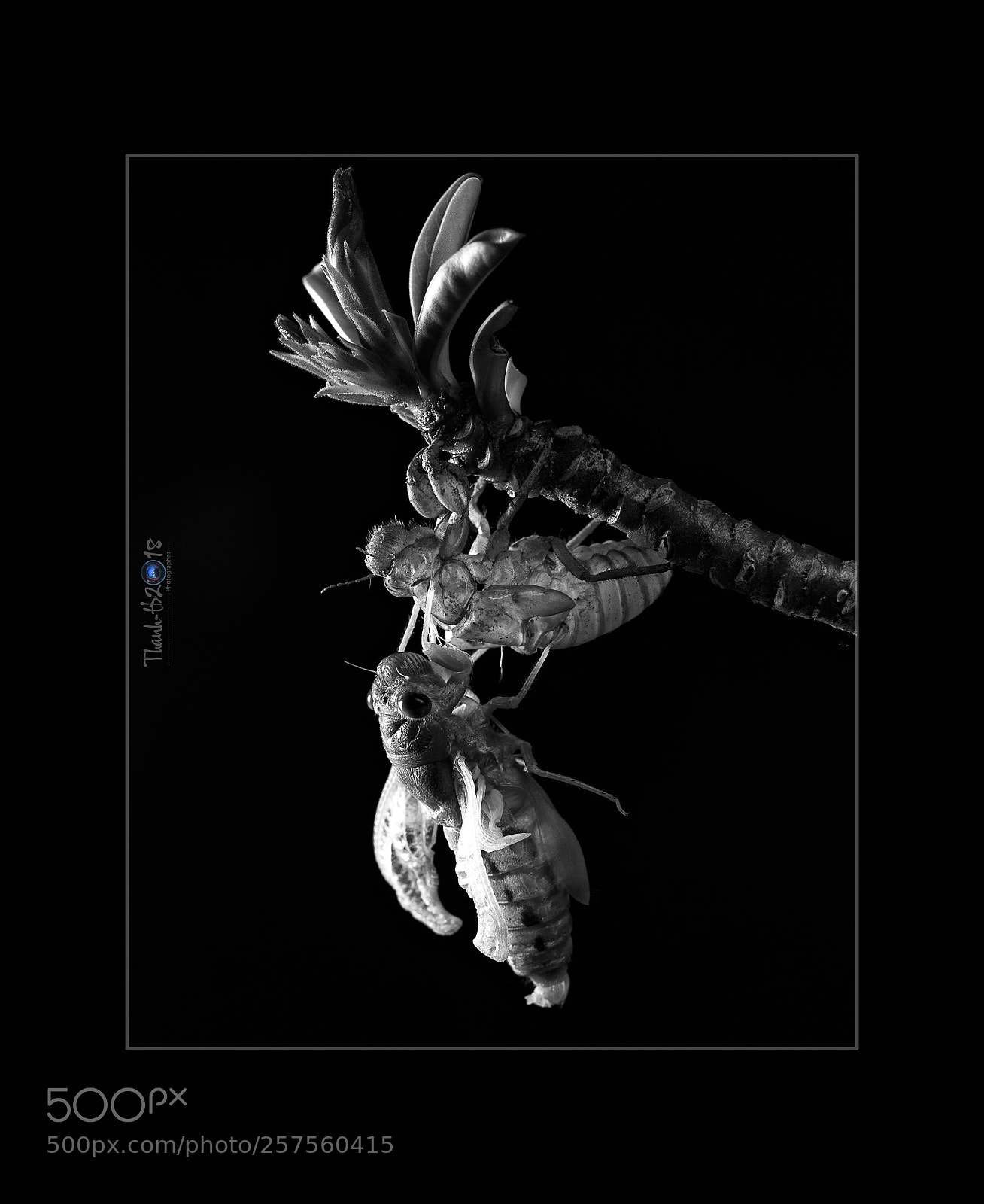 Nikon D750 sample photo. B&w photography