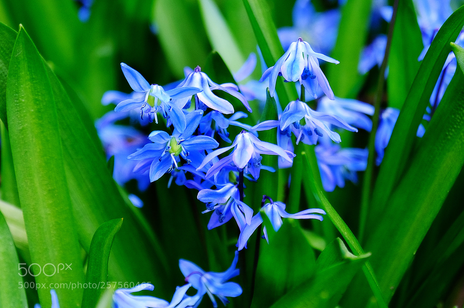 Fujifilm X-T20 sample photo. Snowdrops in the garden photography
