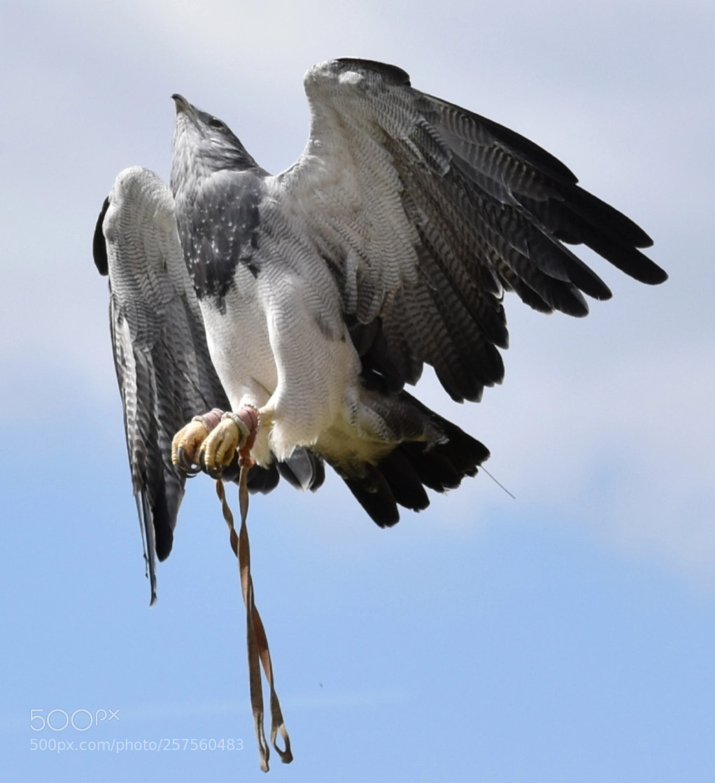 Nikon D5600 sample photo. Up up and away.. photography