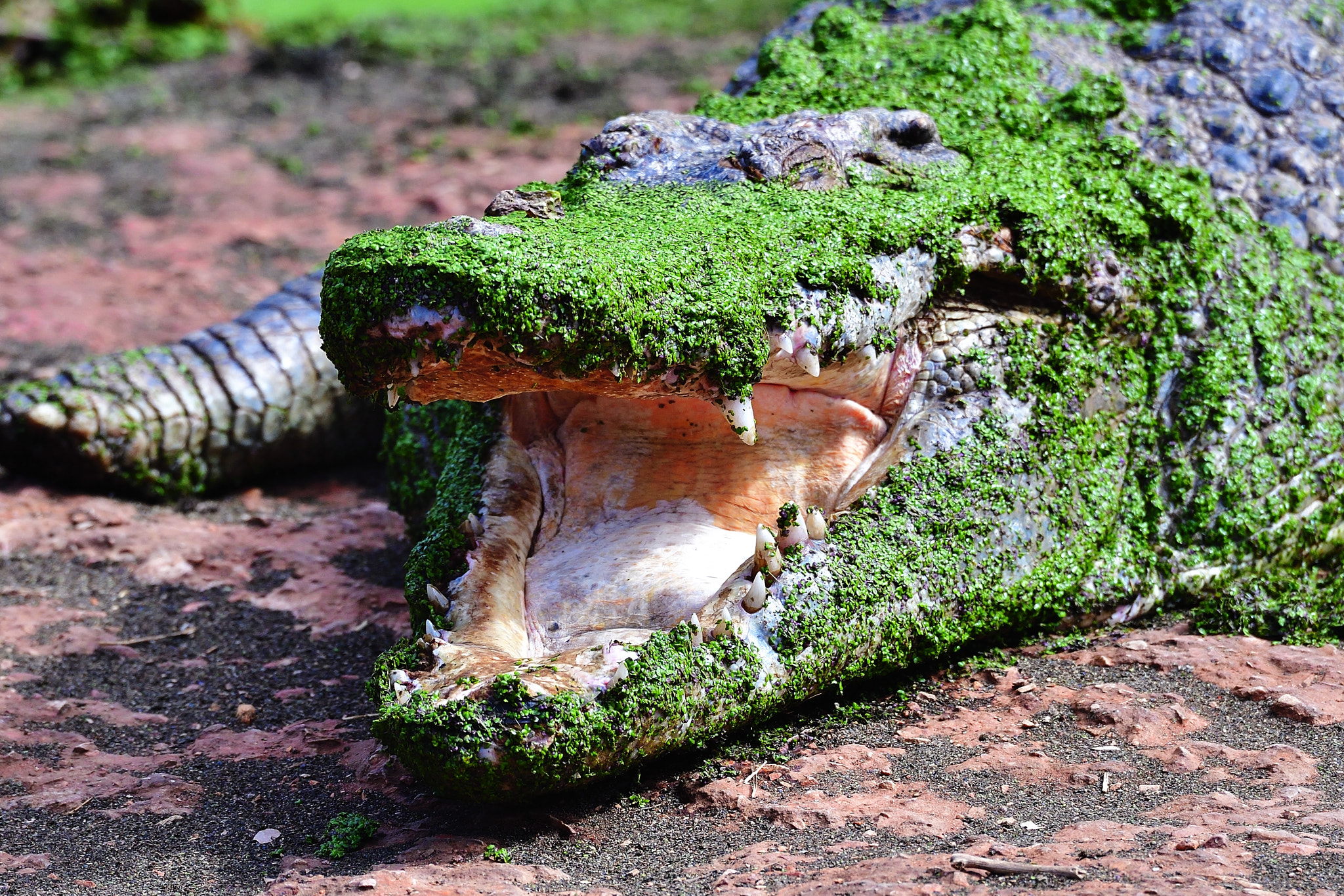 Nikon D5 sample photo. Fierce photography