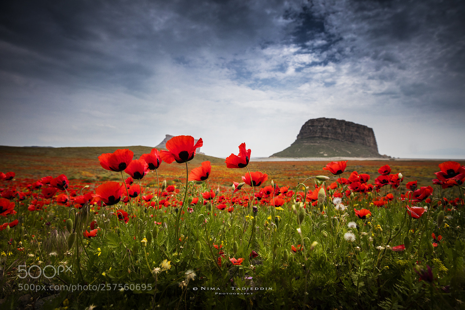 Canon EOS 5DS R sample photo. Beautiful red flowers photography