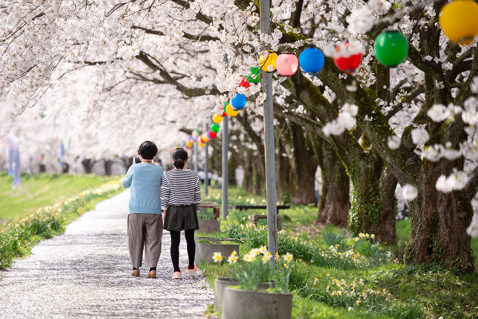 Nikon D600 sample photo. Strolling in a blossoms photography