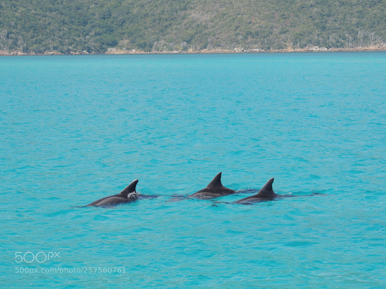 Nikon Coolpix P510 sample photo. Dolphins photography