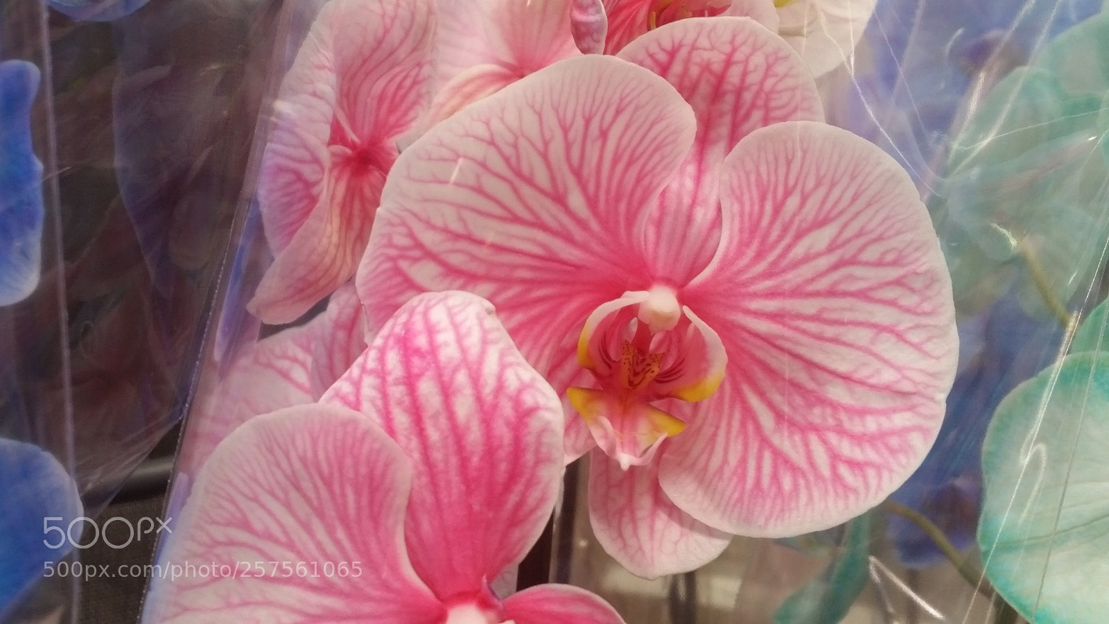 Samsung Galaxy S5 sample photo. Pink orchid photography