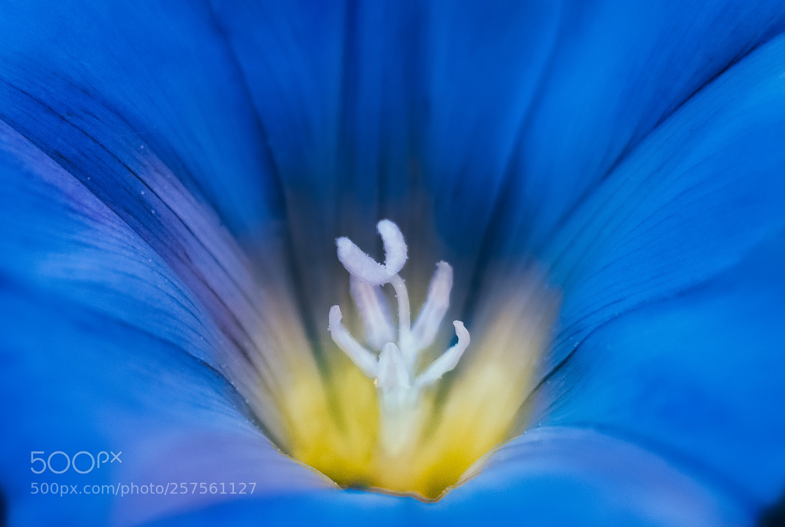 Nikon D7000 sample photo. Blue photography