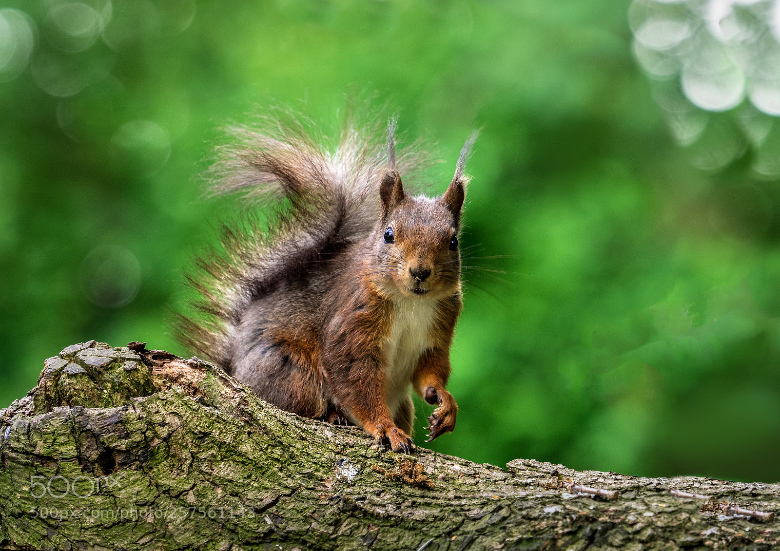 Olympus OM-D E-M1 sample photo. Squirrel photography