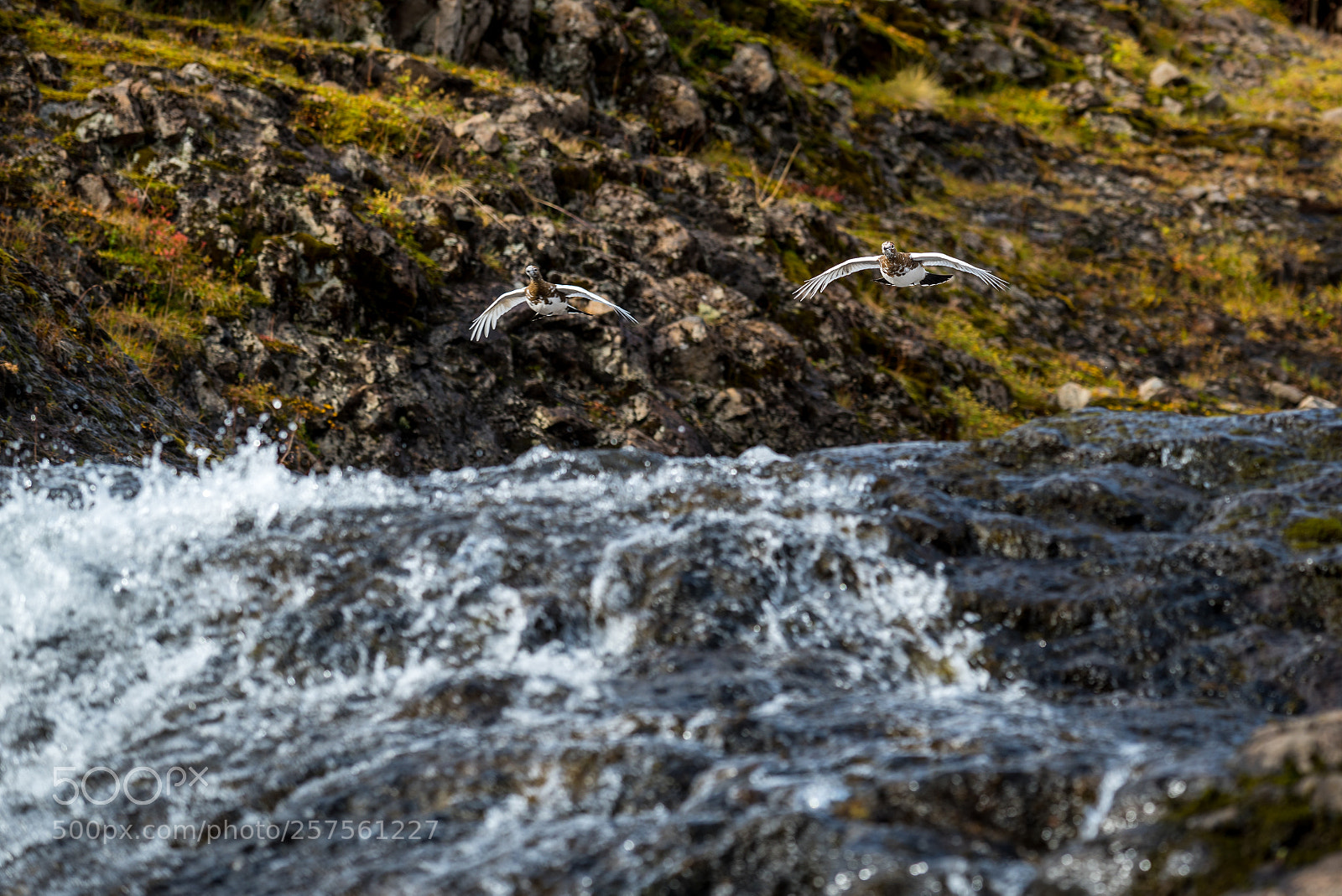 Nikon D750 sample photo. Ptarmigan couple flying, westfjords photography