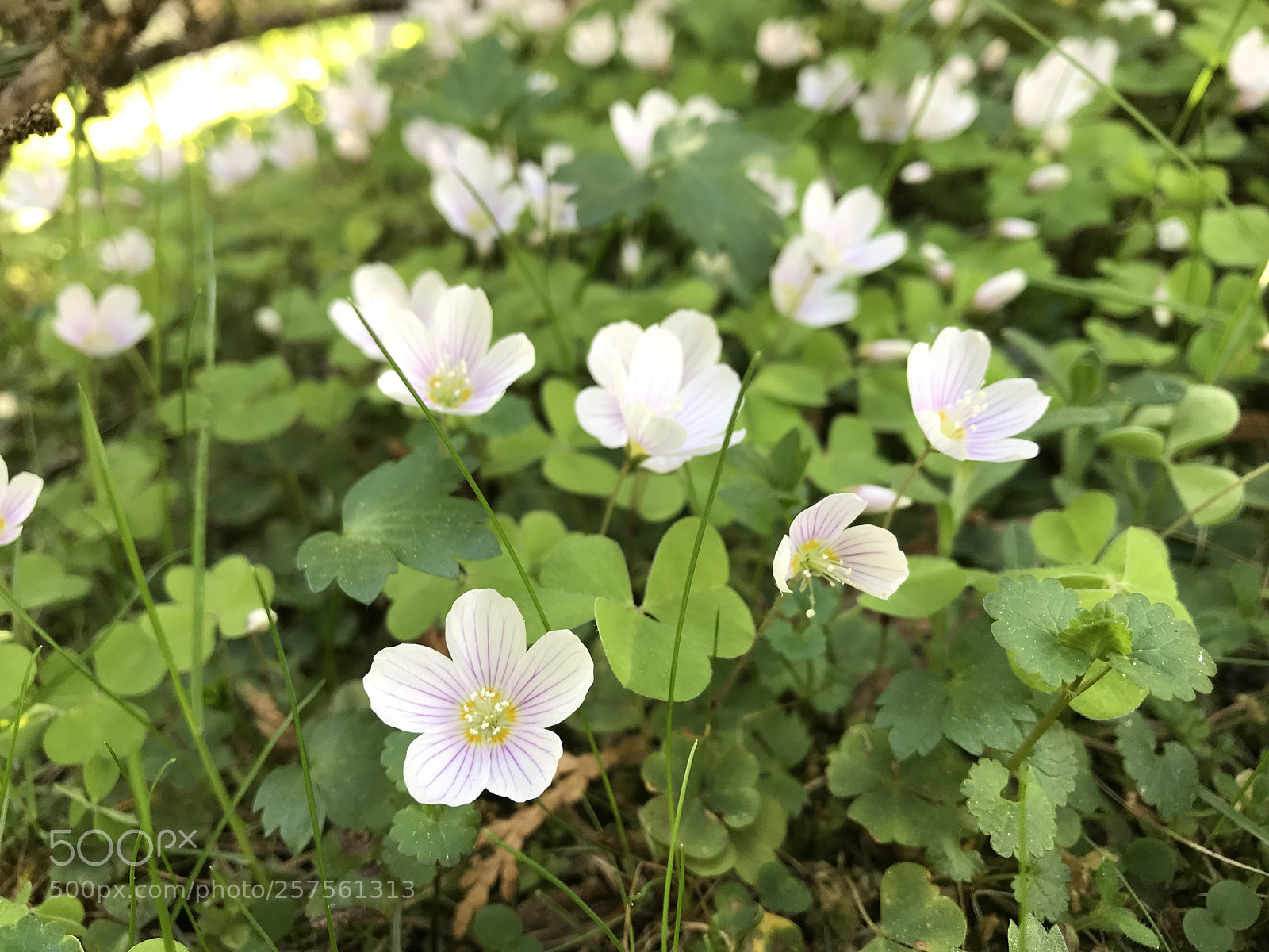 Apple iPhone 7 sample photo. Flower photography