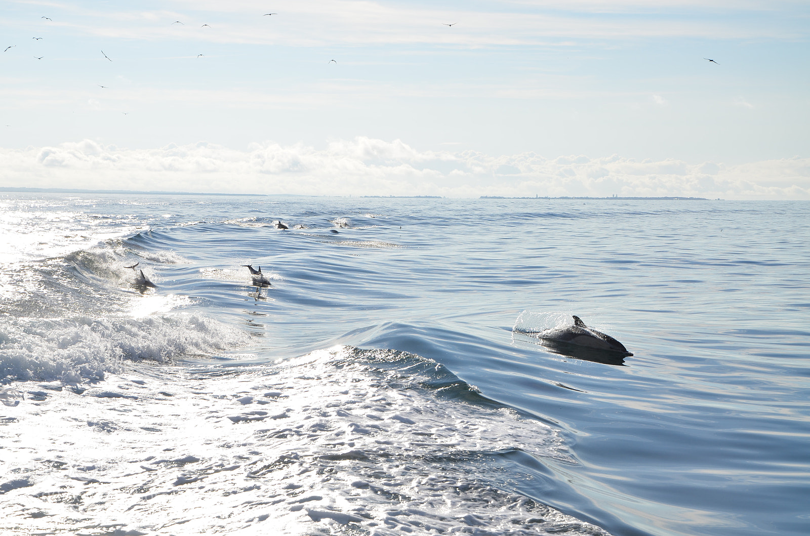 Nikon D7000 sample photo. Dauphins dans les vagues photography