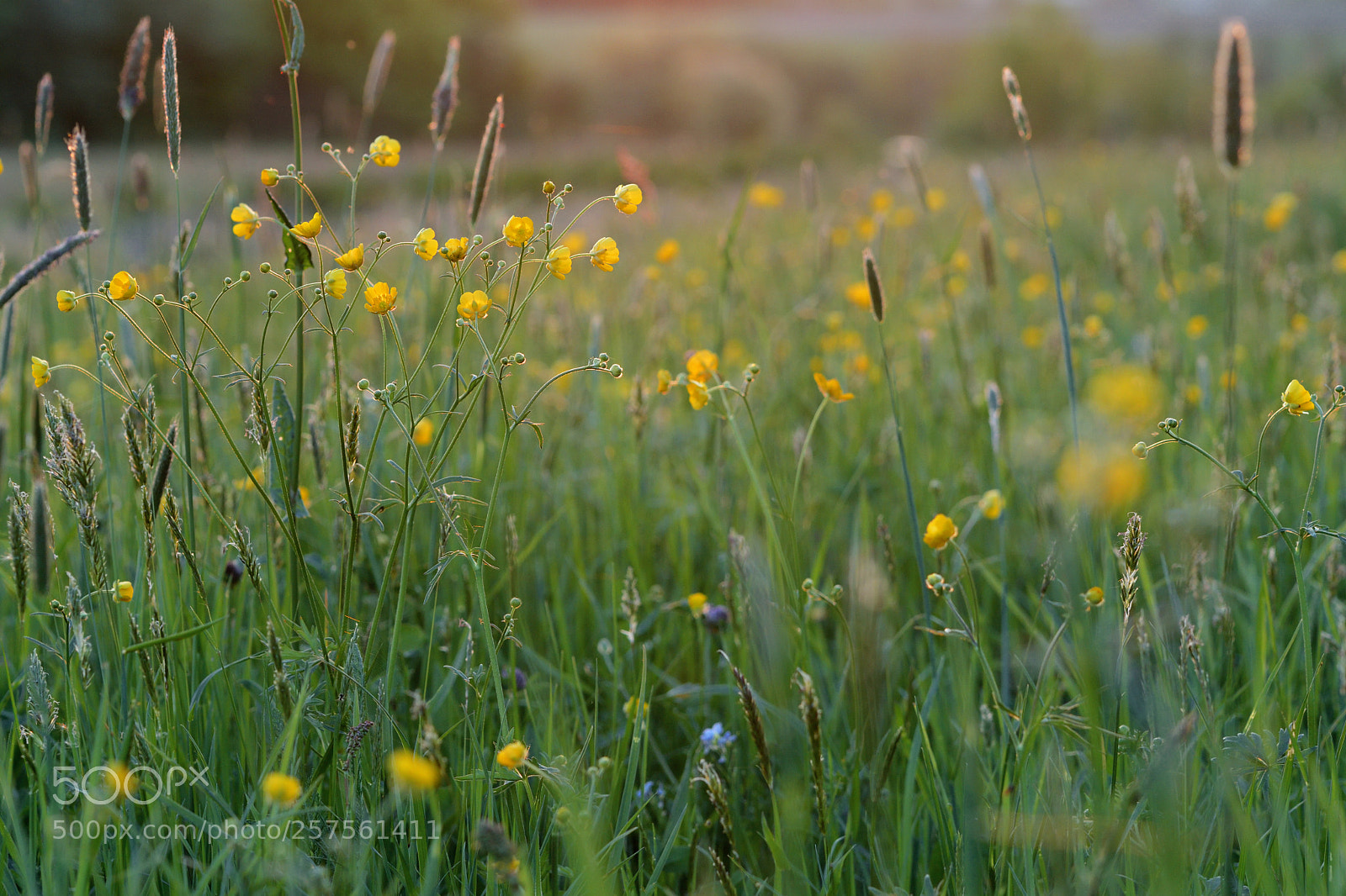 Nikon D7500 sample photo. Macro paradise photography
