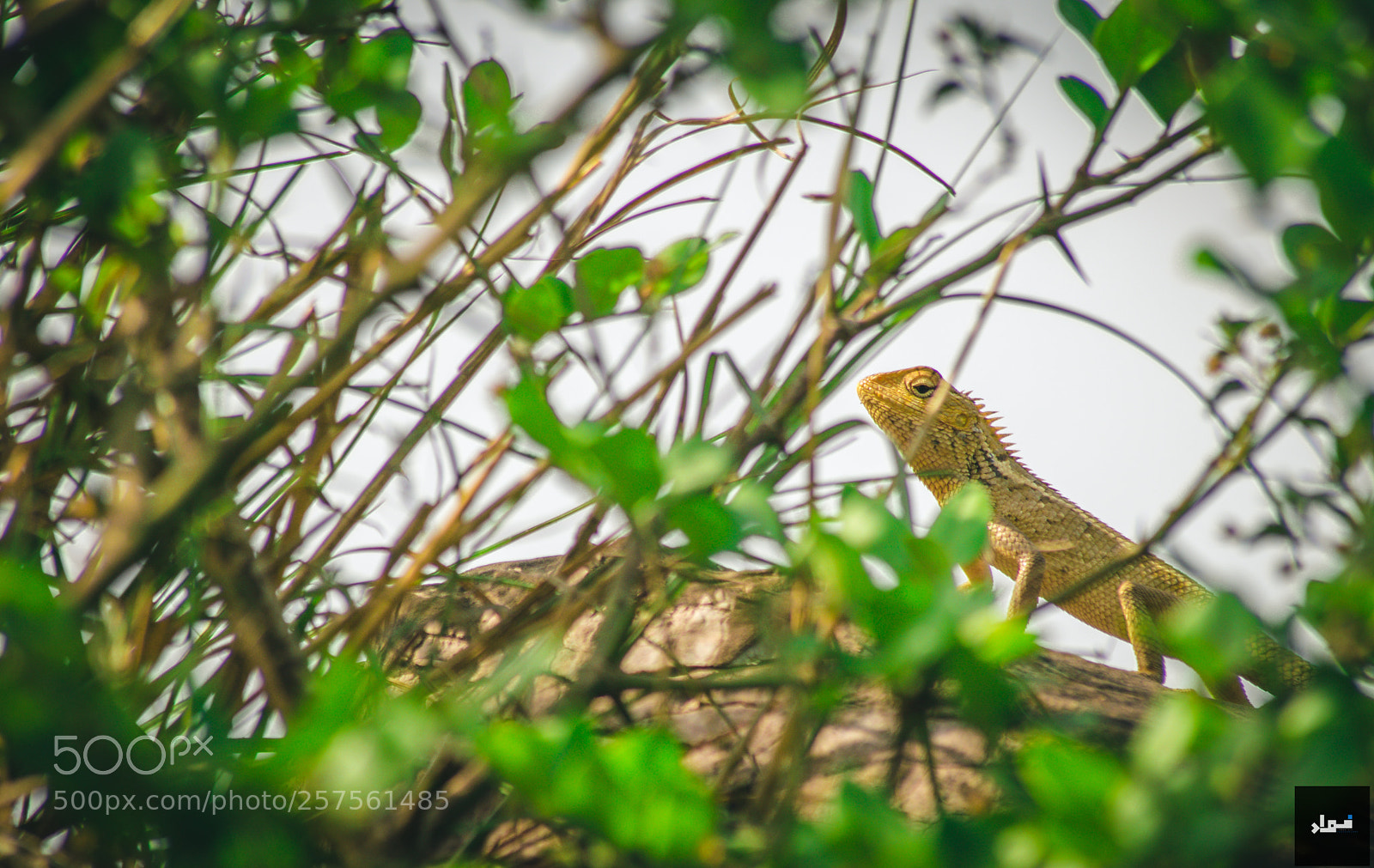 Nikon D5300 sample photo. Let's hide photography