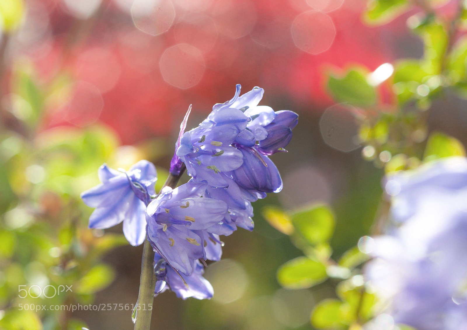 Canon EOS 5D Mark II sample photo. Colours of spring. photography