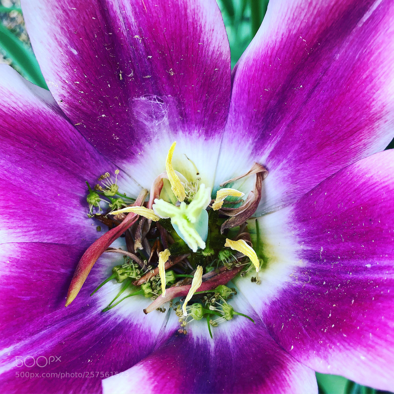 Apple iPhone 8 Plus sample photo. Inside a tulip photography