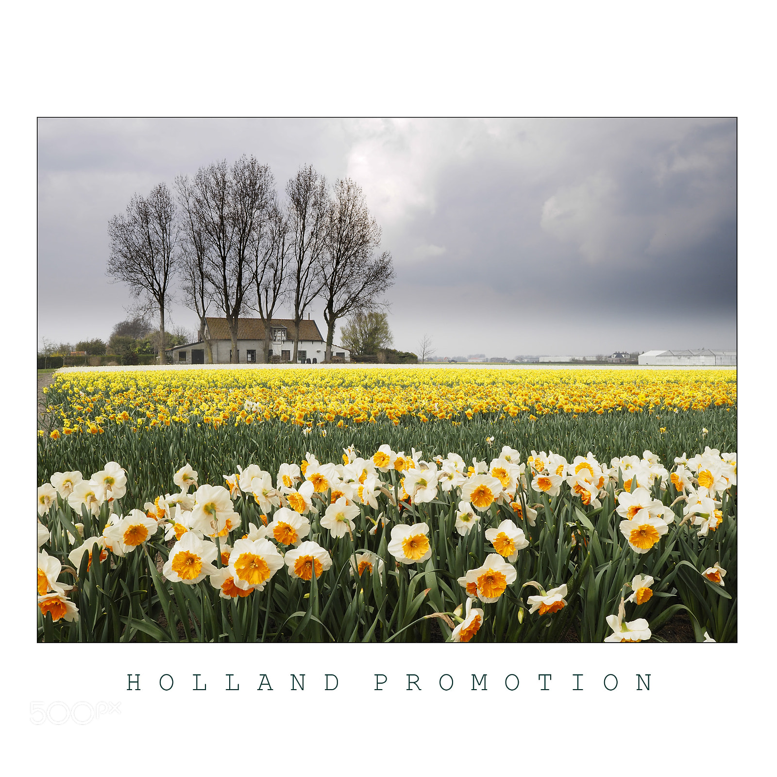 Olympus PEN-F sample photo. Dutch bulb fields photography