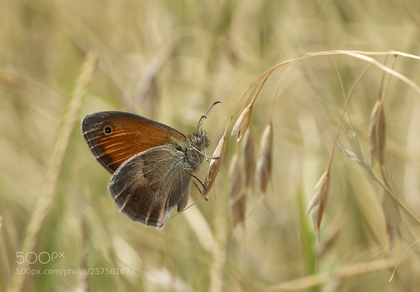 Canon EOS 70D sample photo. 7712-1.jpg photography