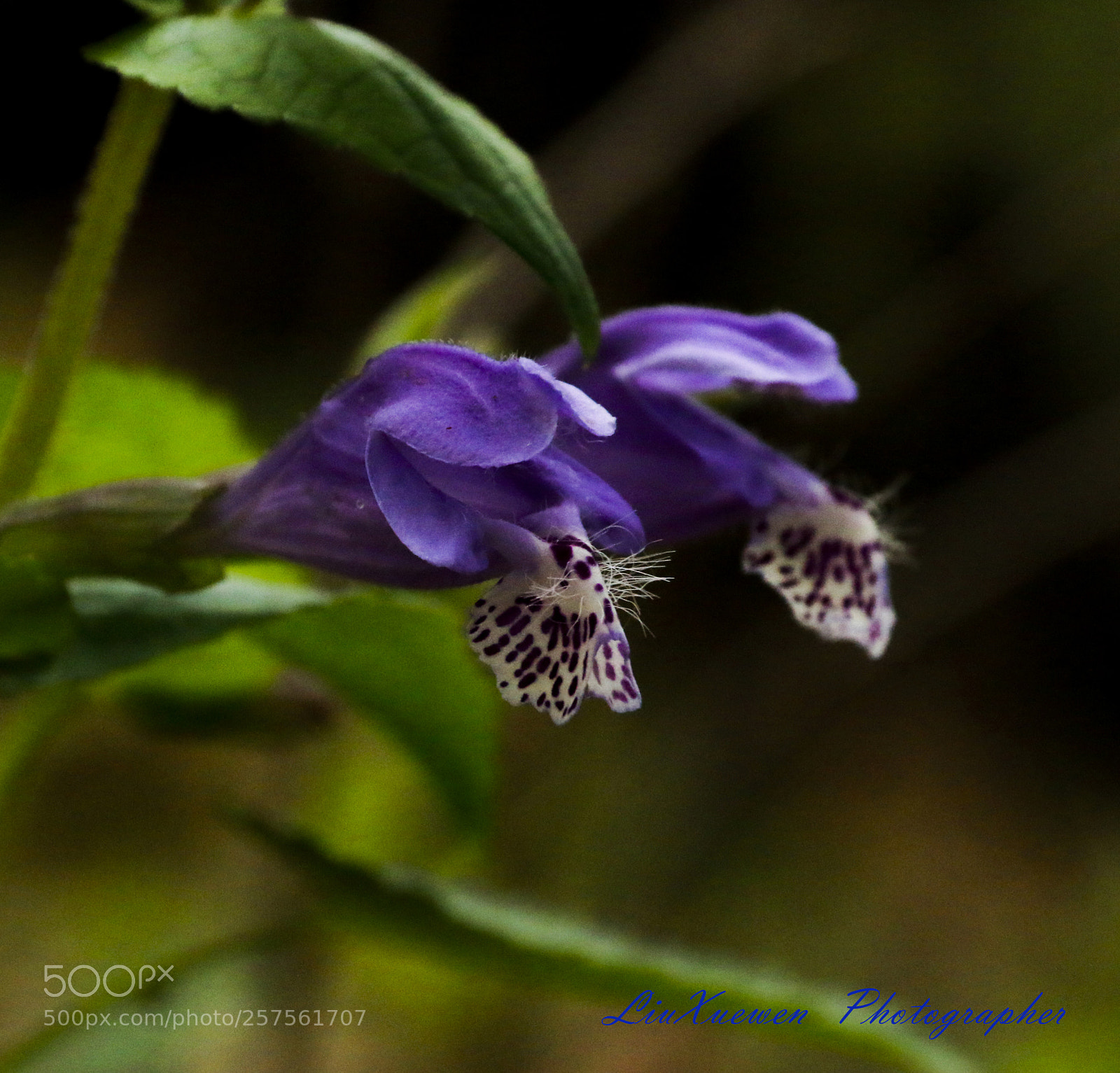 Canon EOS 70D sample photo. Small wild flowers in photography