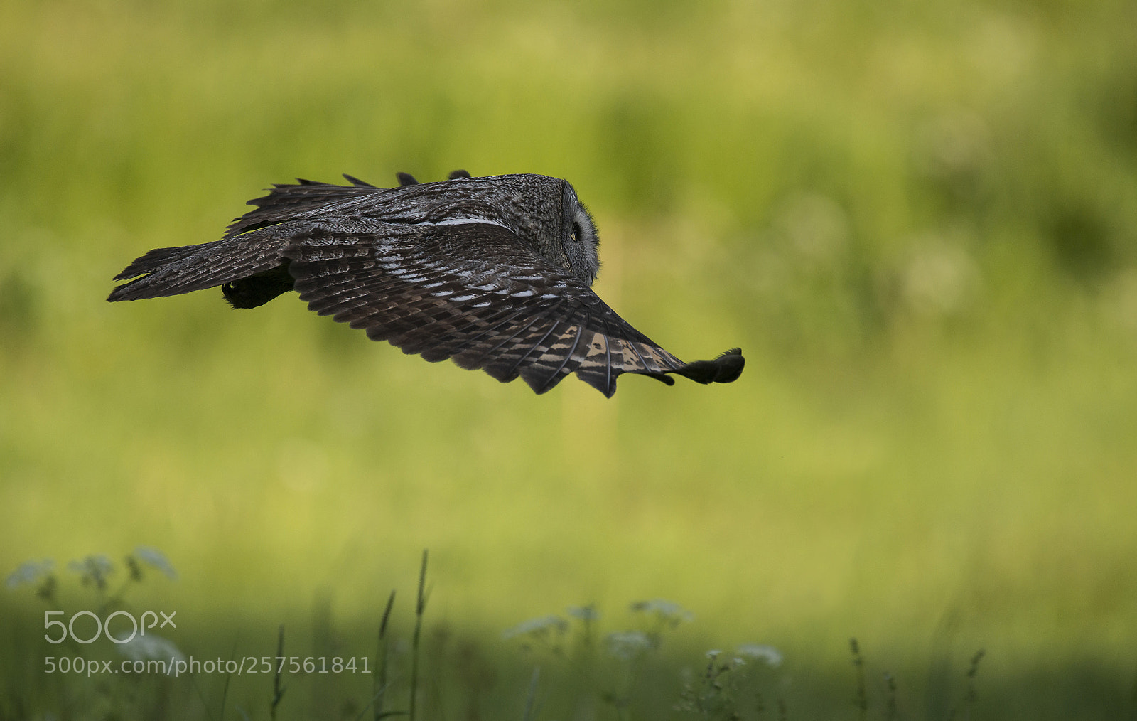 Nikon D800 sample photo. Great grey owl photography