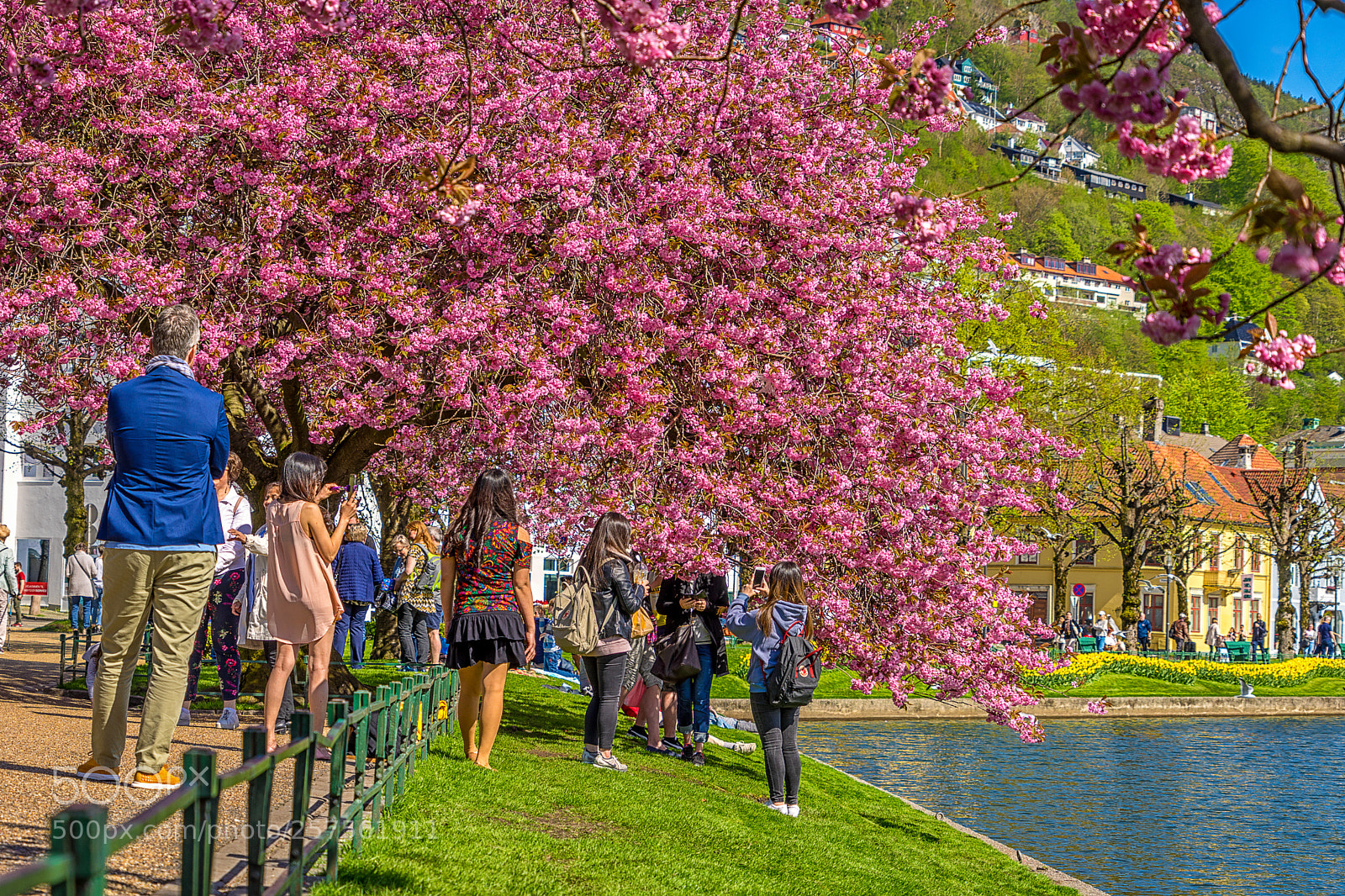 Sony a7 II sample photo. Cherry blossoms in bergen! photography