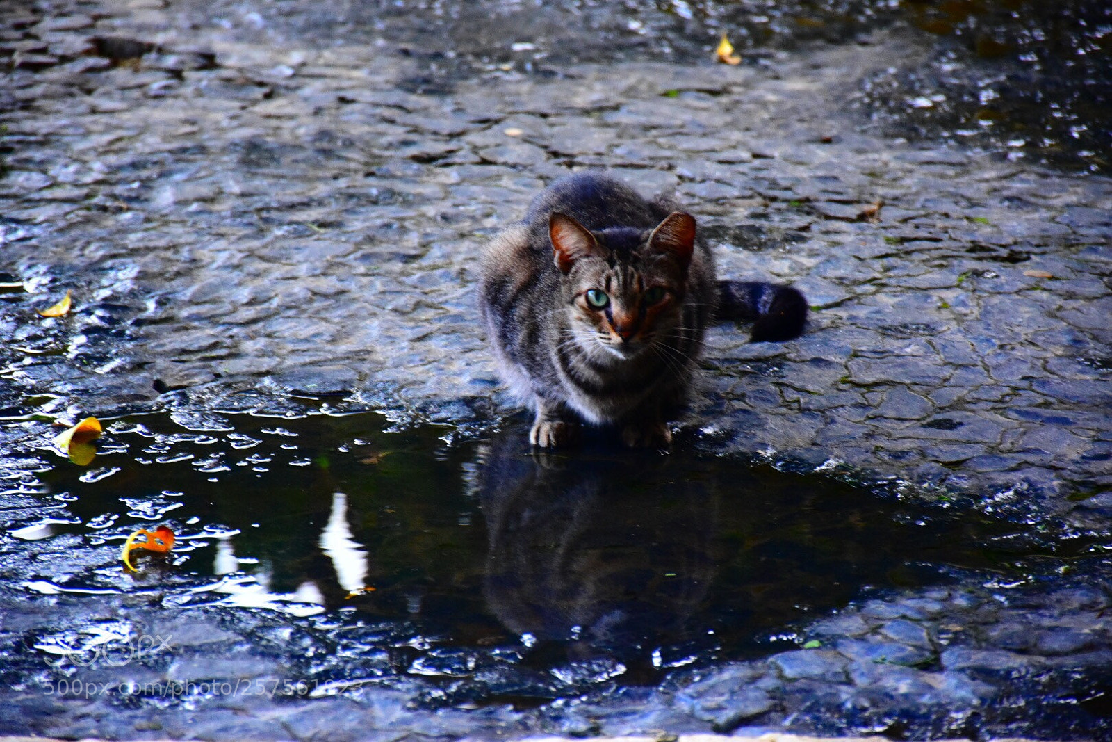 Nikon D5500 sample photo. Cat photography