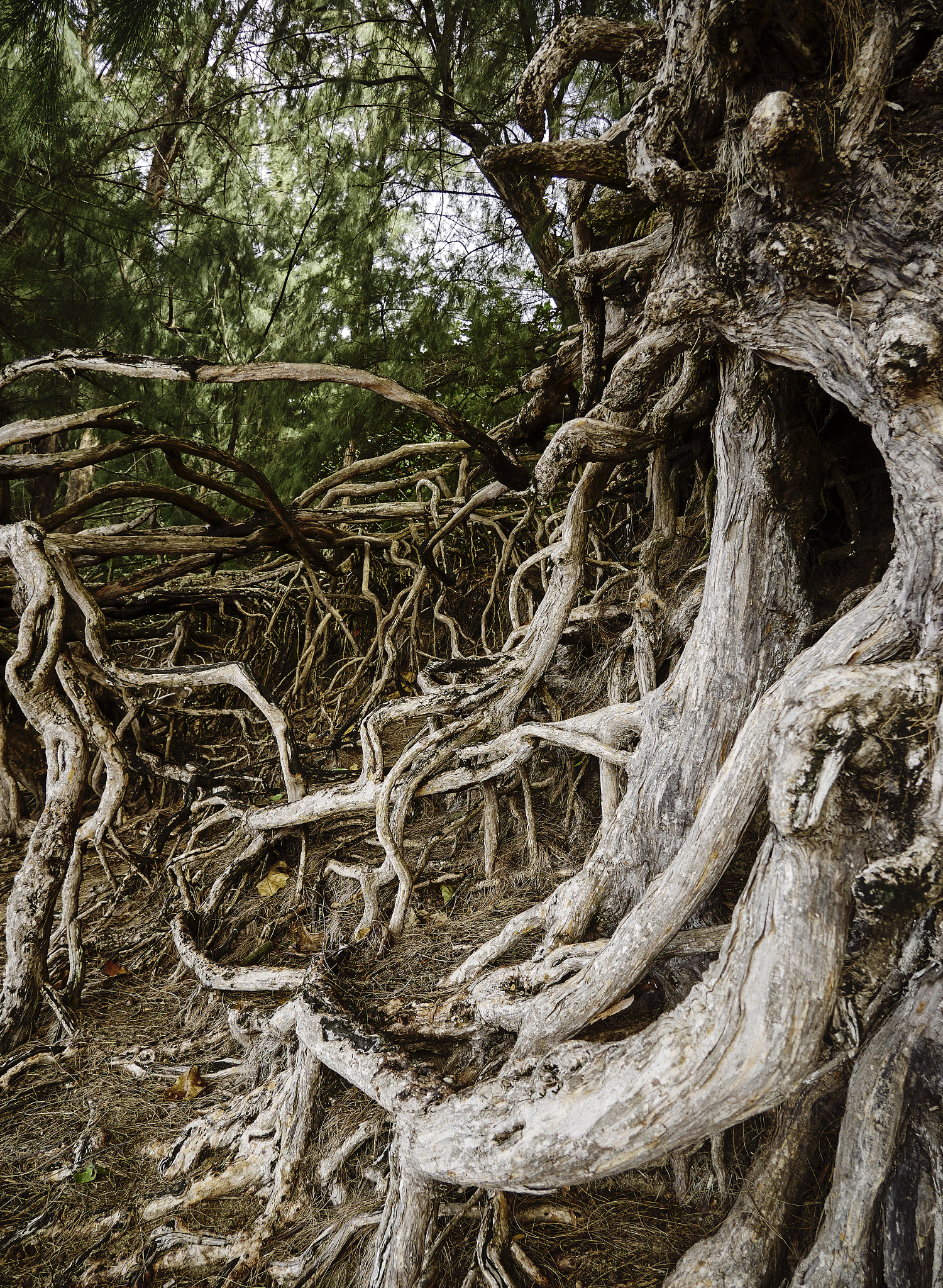 Panasonic Lumix DMC-G85 (Lumix DMC-G80) sample photo. Trees & roots 2 photography