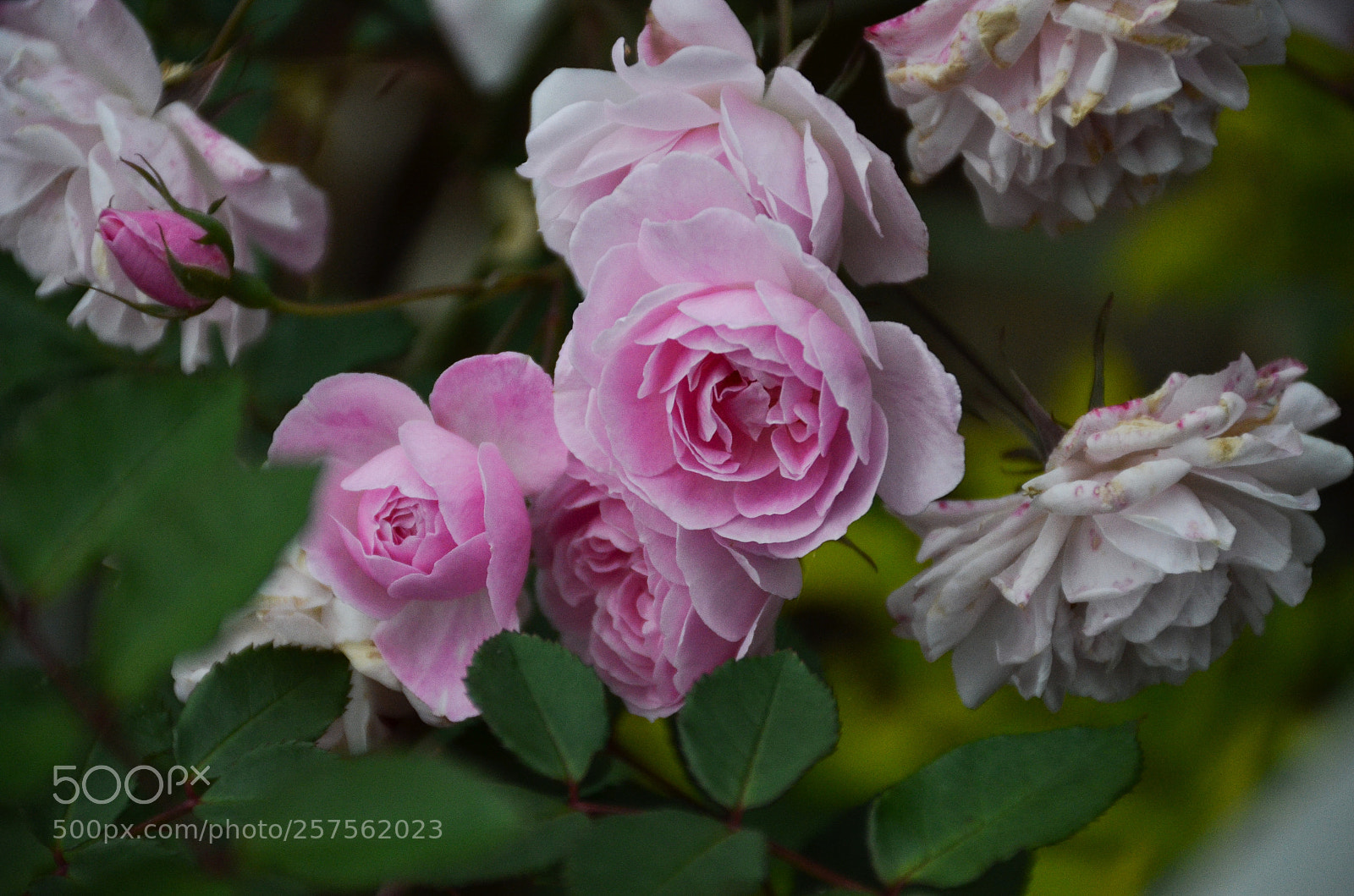 Nikon D7000 sample photo. Roses photography