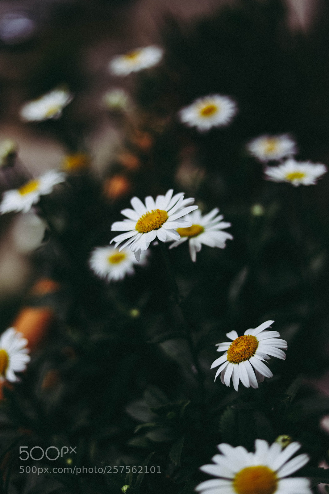 Canon EOS 6D Mark II sample photo. Golden daisy photography