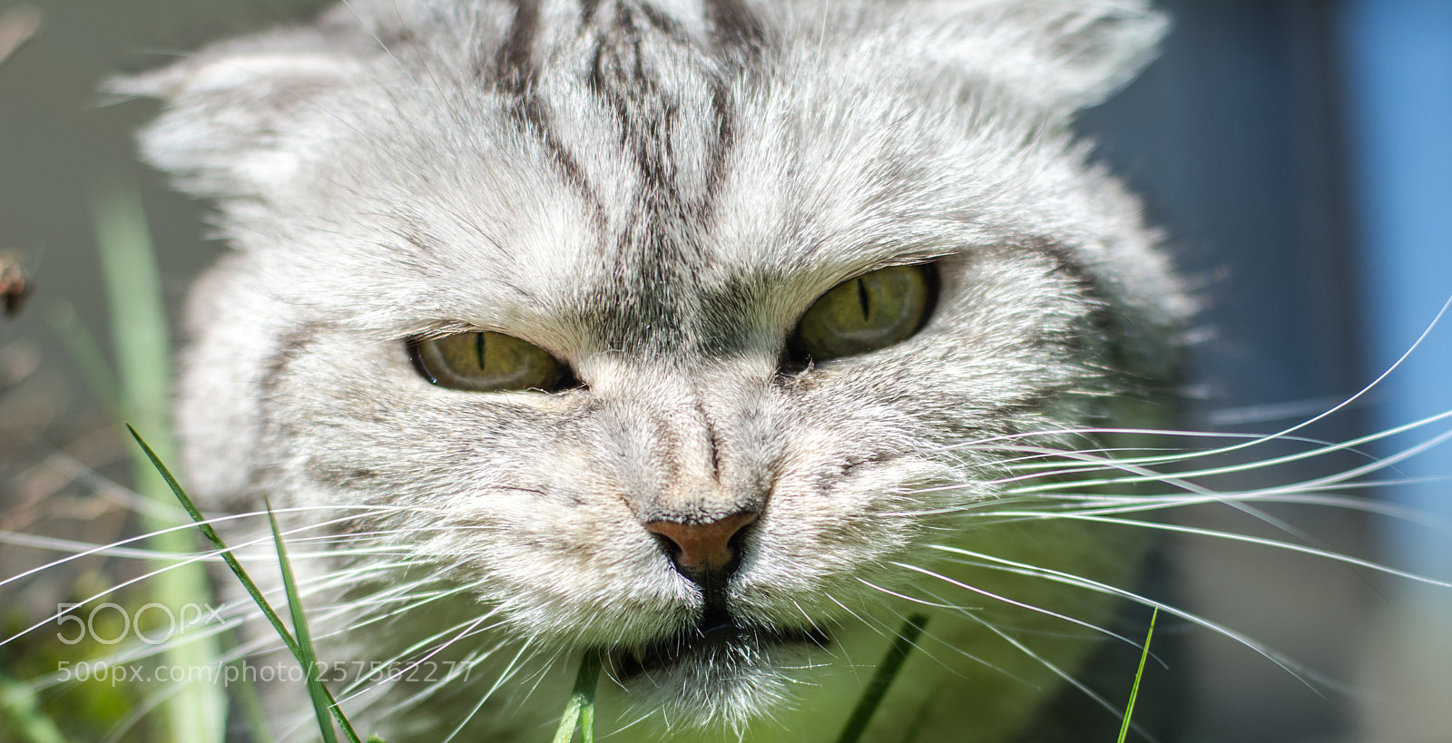 Nikon D7100 sample photo. White tiger photography