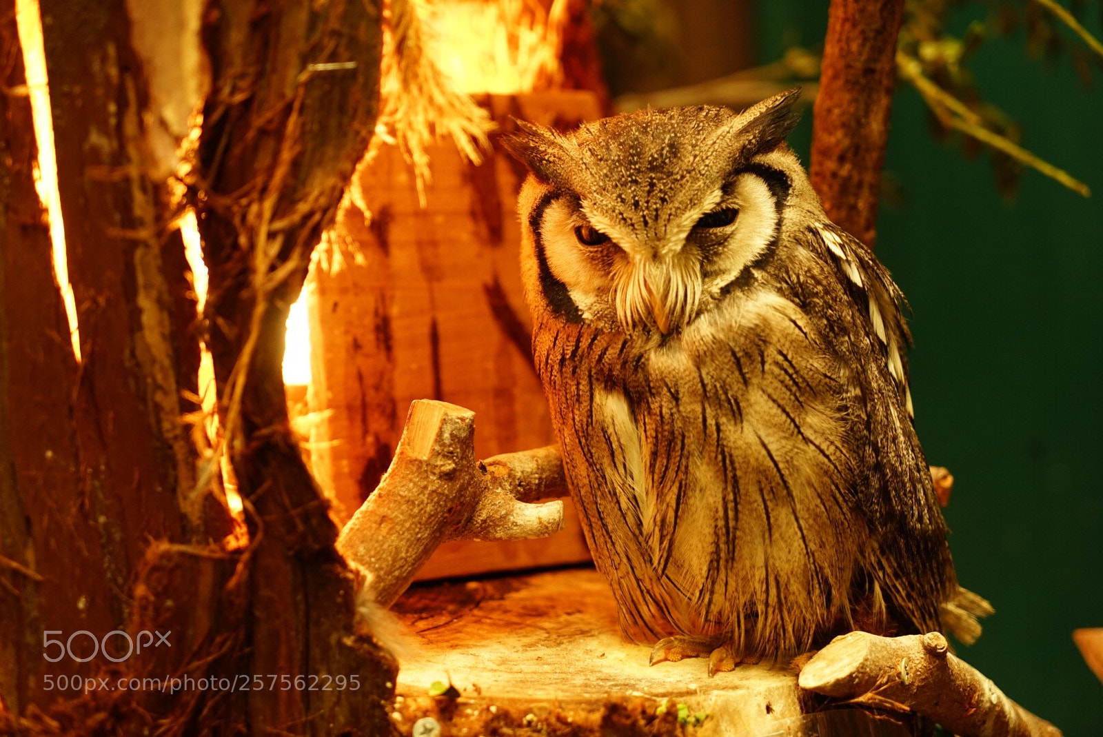 Sony a7 II sample photo. Ho-ho photography