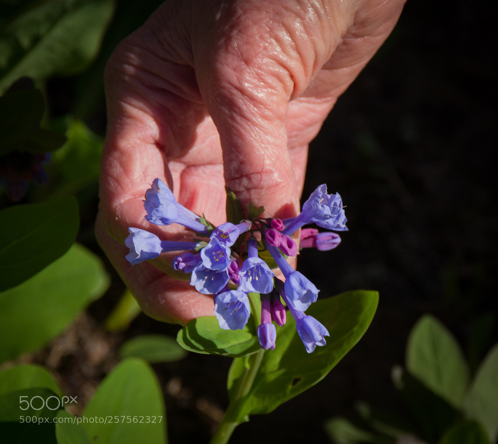 Canon EOS 7D sample photo. (of ) photography