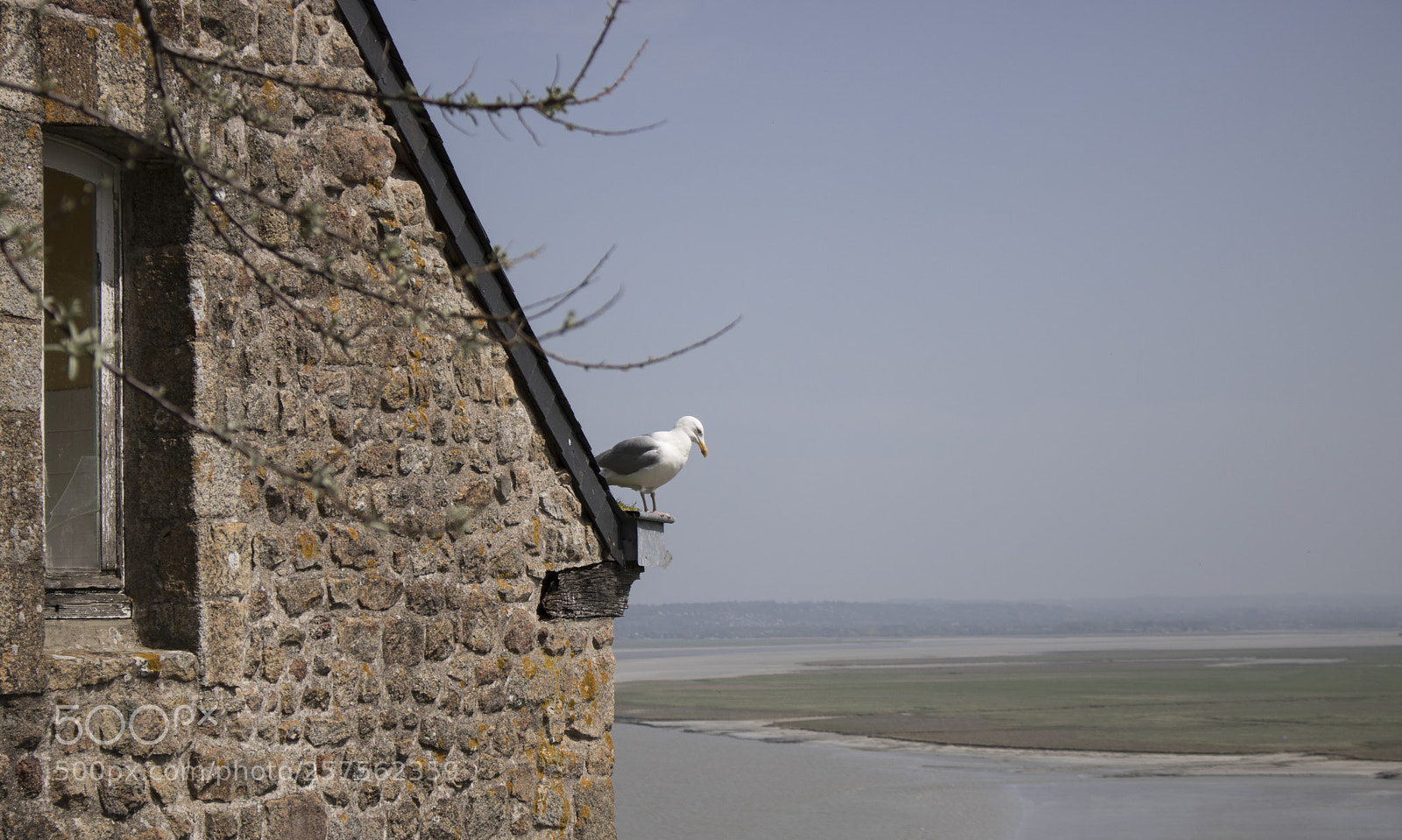 Canon EOS 750D (EOS Rebel T6i / EOS Kiss X8i) sample photo. Seagull 's house photography
