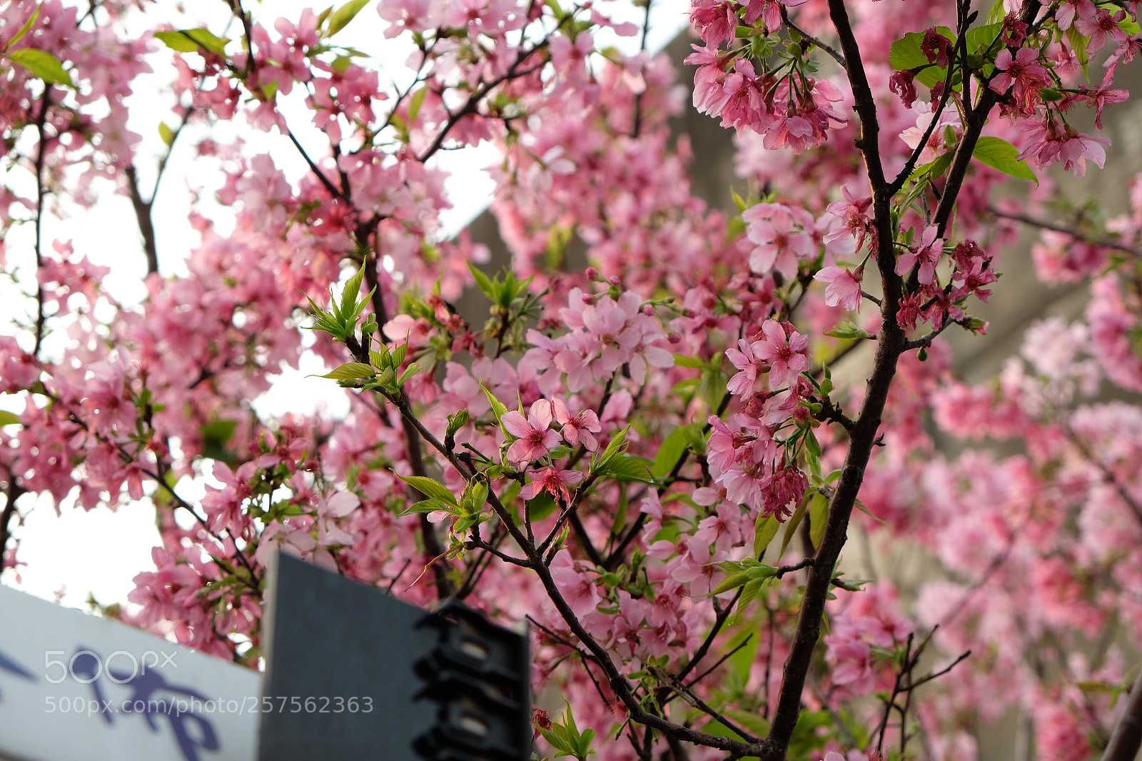 Fujifilm X-T10 sample photo. 1 photography