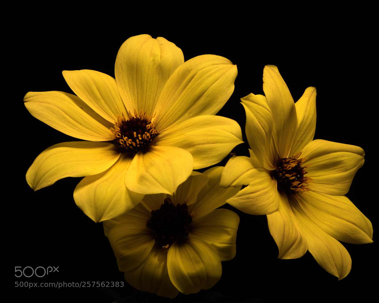 Nikon D810 sample photo. Yellow dahlia trio 0911 photography
