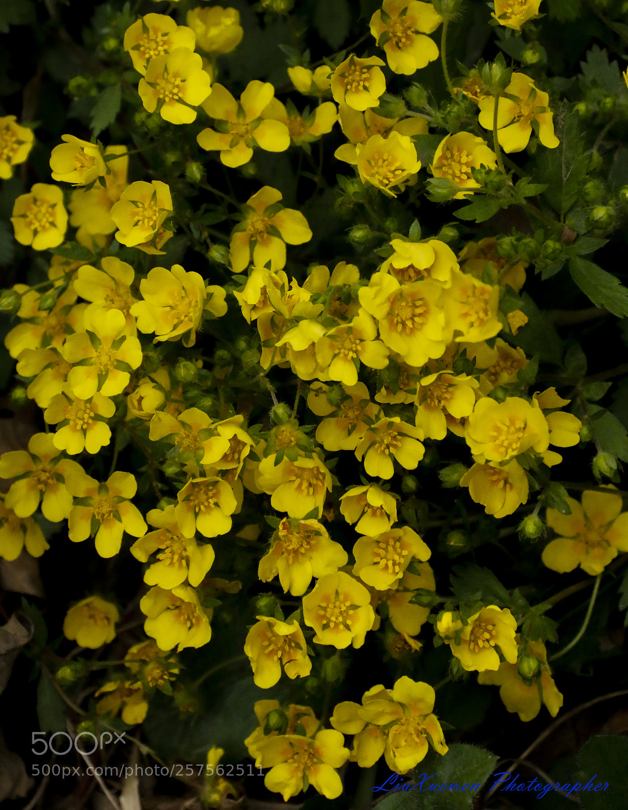 Canon EOS 70D sample photo. Wildflowers on the side photography