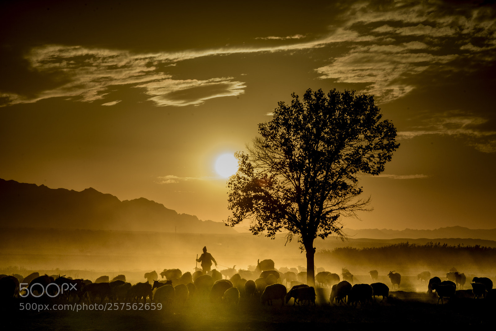 Nikon D7100 sample photo. Sheeps & shepherd  photography