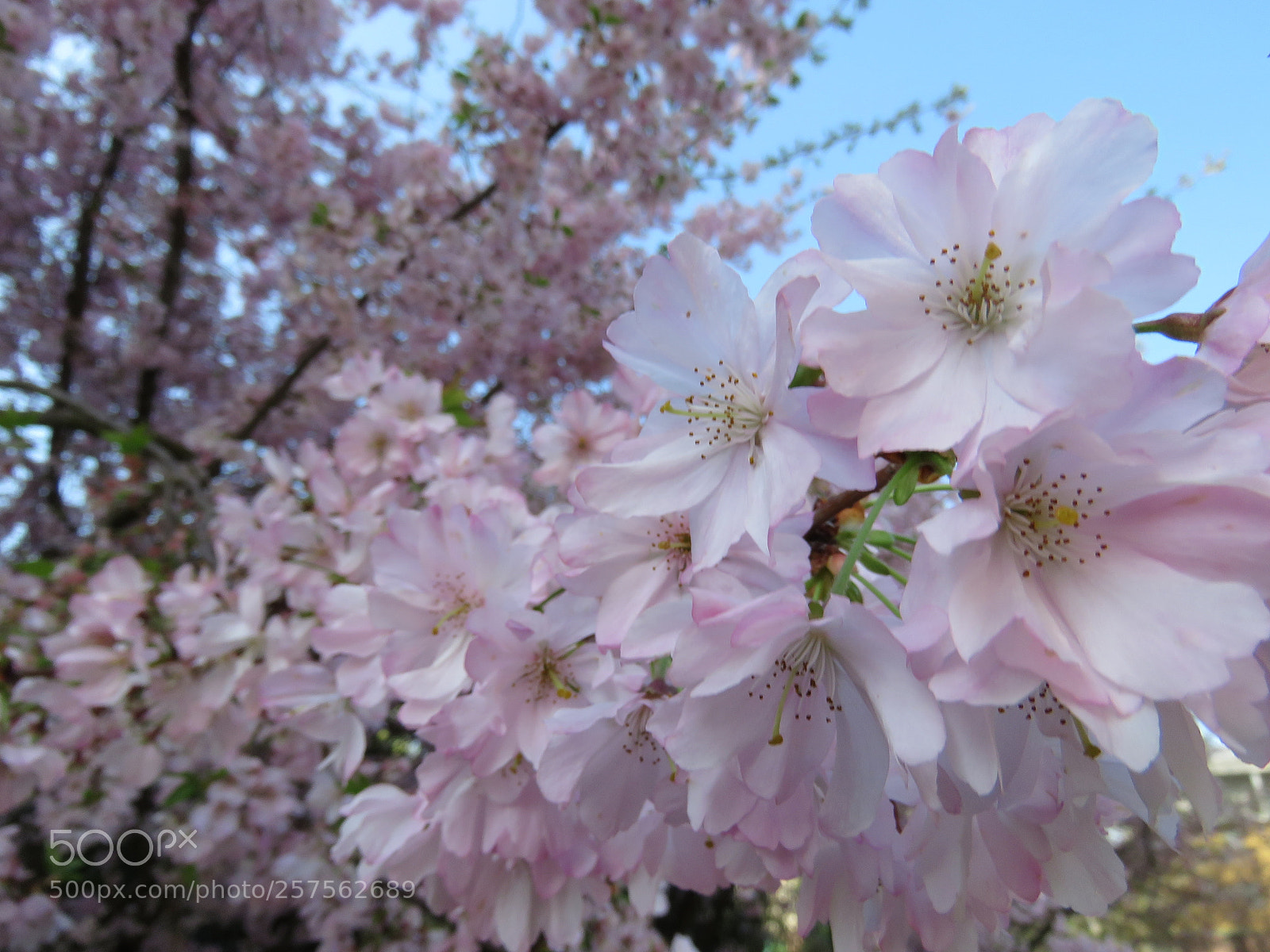 Canon PowerShot SX60 HS sample photo. Pink photography