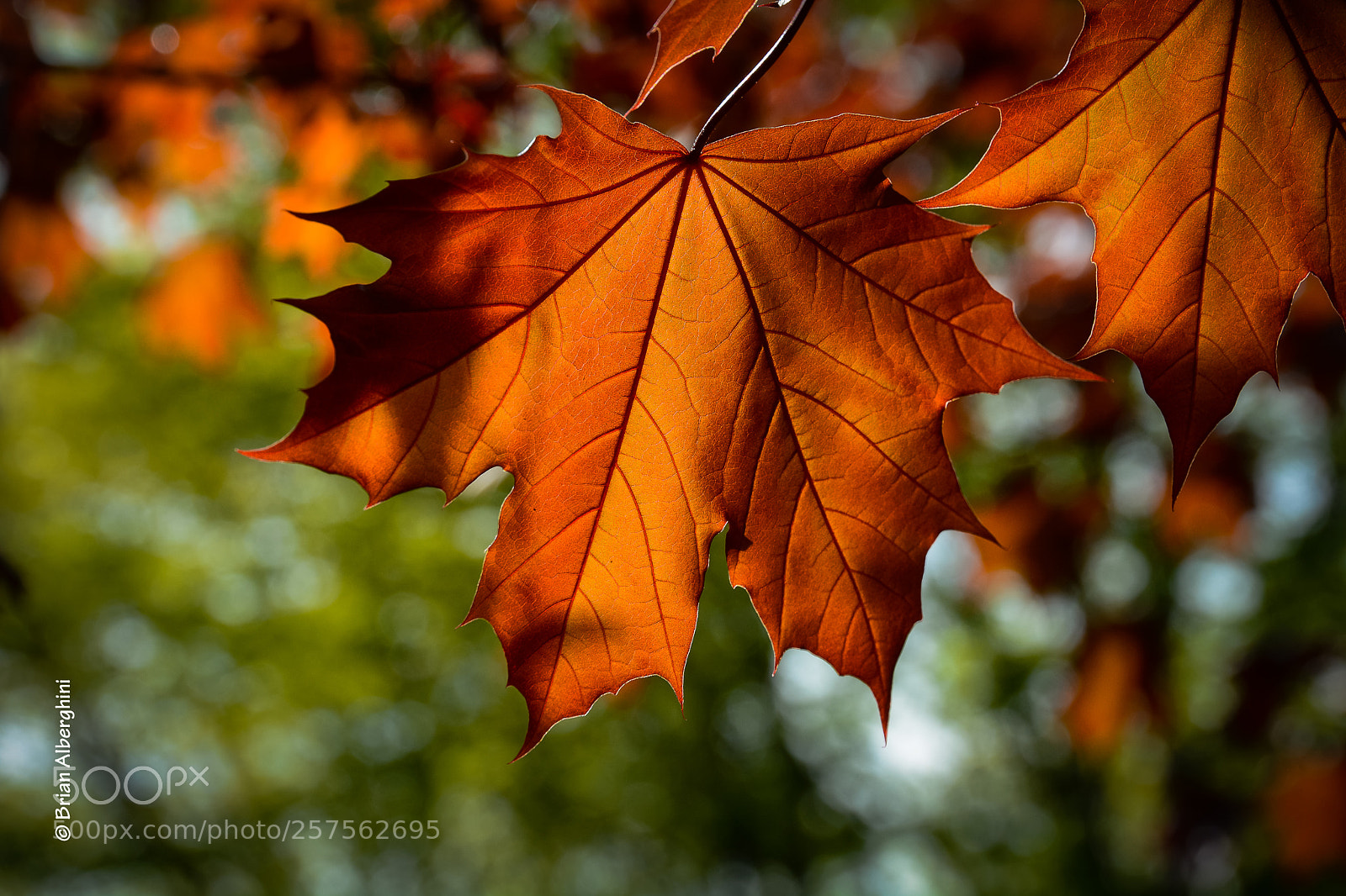 Nikon D7100 sample photo. Red maple leaf #3 photography