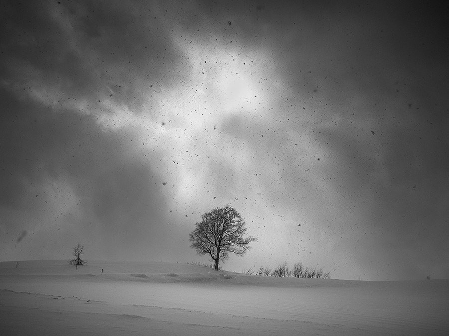 Hasselblad X1D-50c sample photo. Snow fall photography