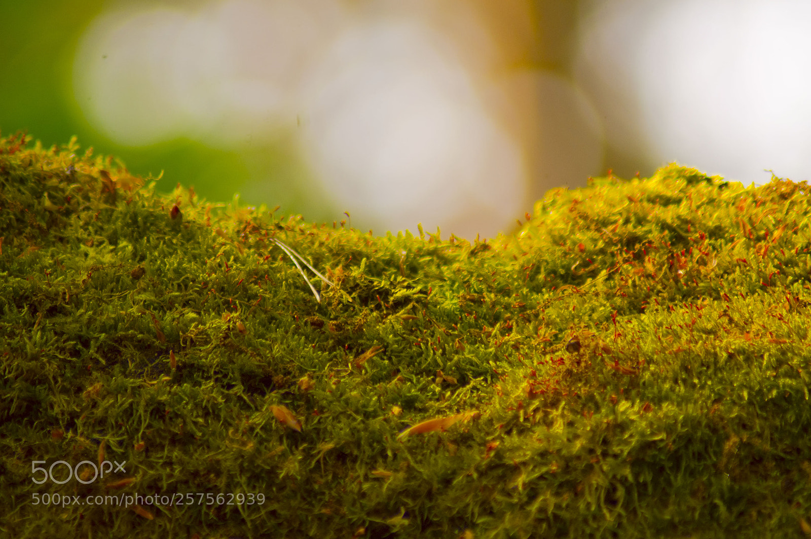 Pentax K-x sample photo. Mooslandschaft photography