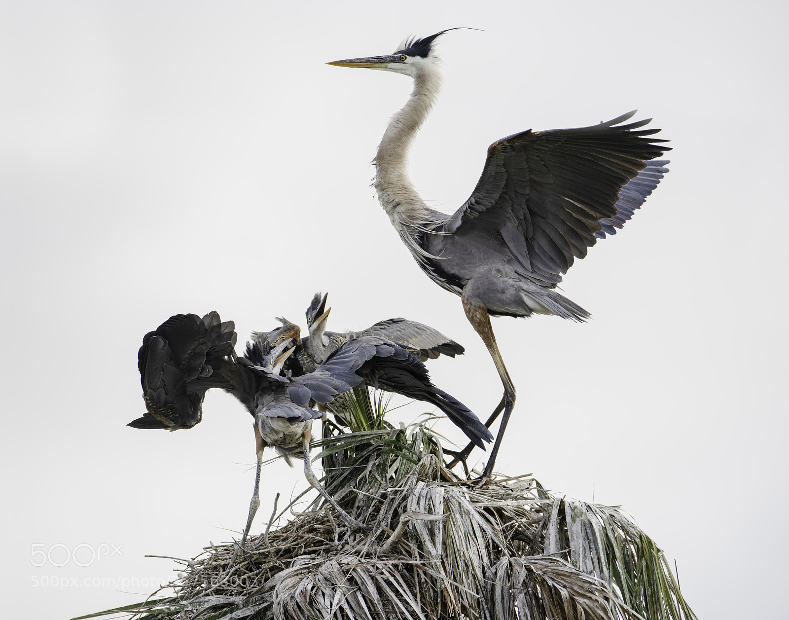 Nikon D850 sample photo. Frenzy at the nest.. photography