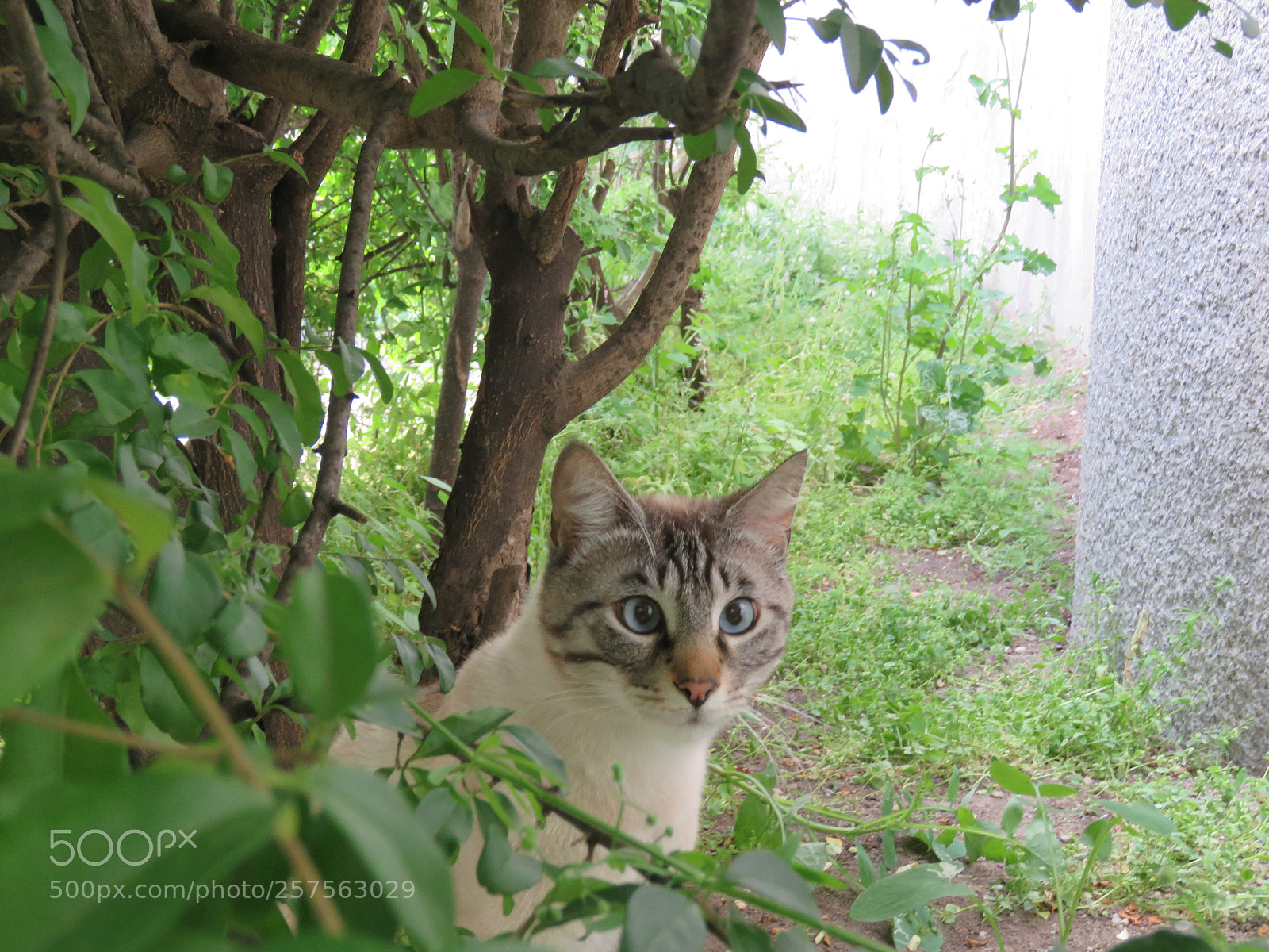 Canon PowerShot SX60 HS sample photo. Siringa photography