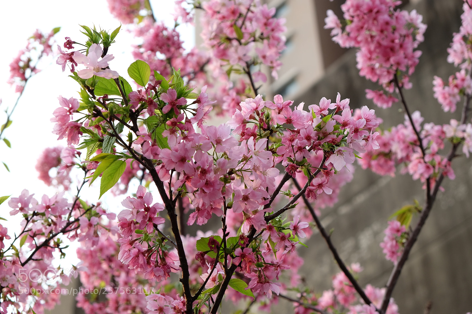 Fujifilm X-T10 sample photo. 30 photography