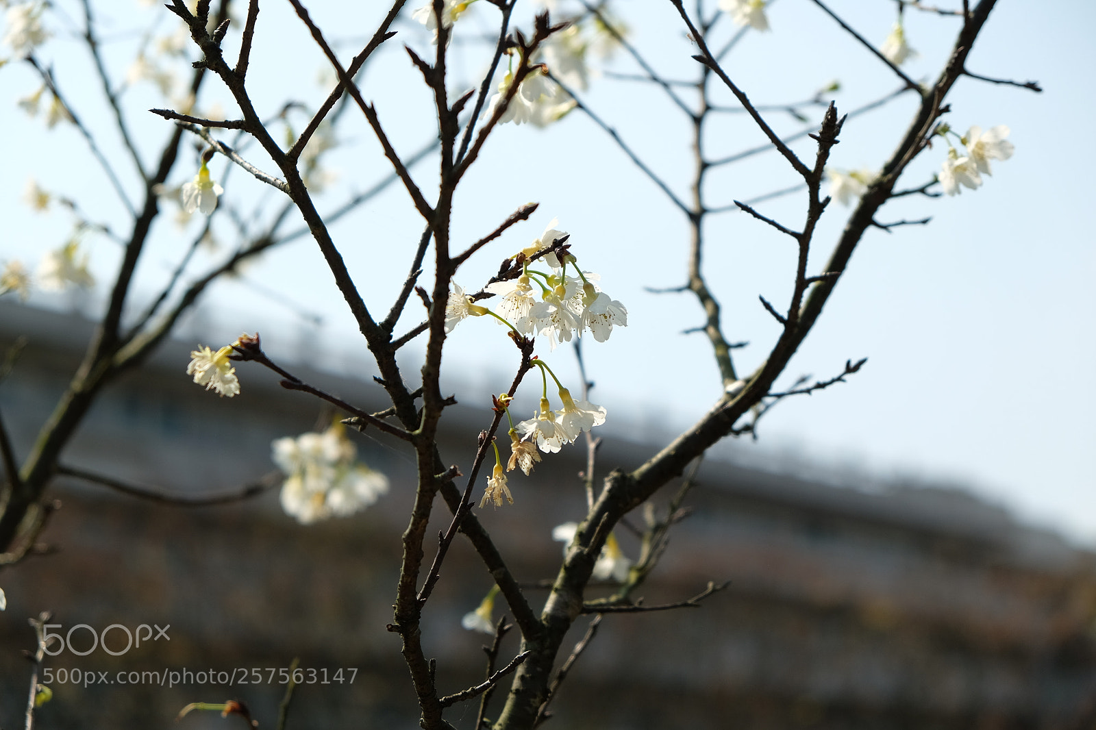 Fujifilm X-T10 sample photo. Formosa sakura / フォルモサ桜 / 福爾摩沙櫻 photography