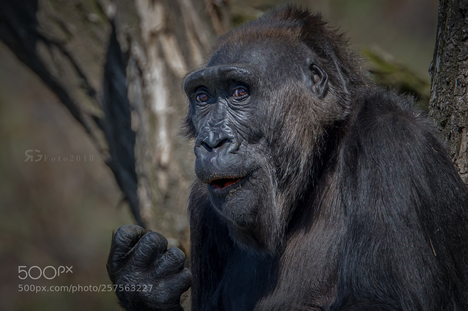 Nikon D7200 sample photo. Gorilla gorilla photography