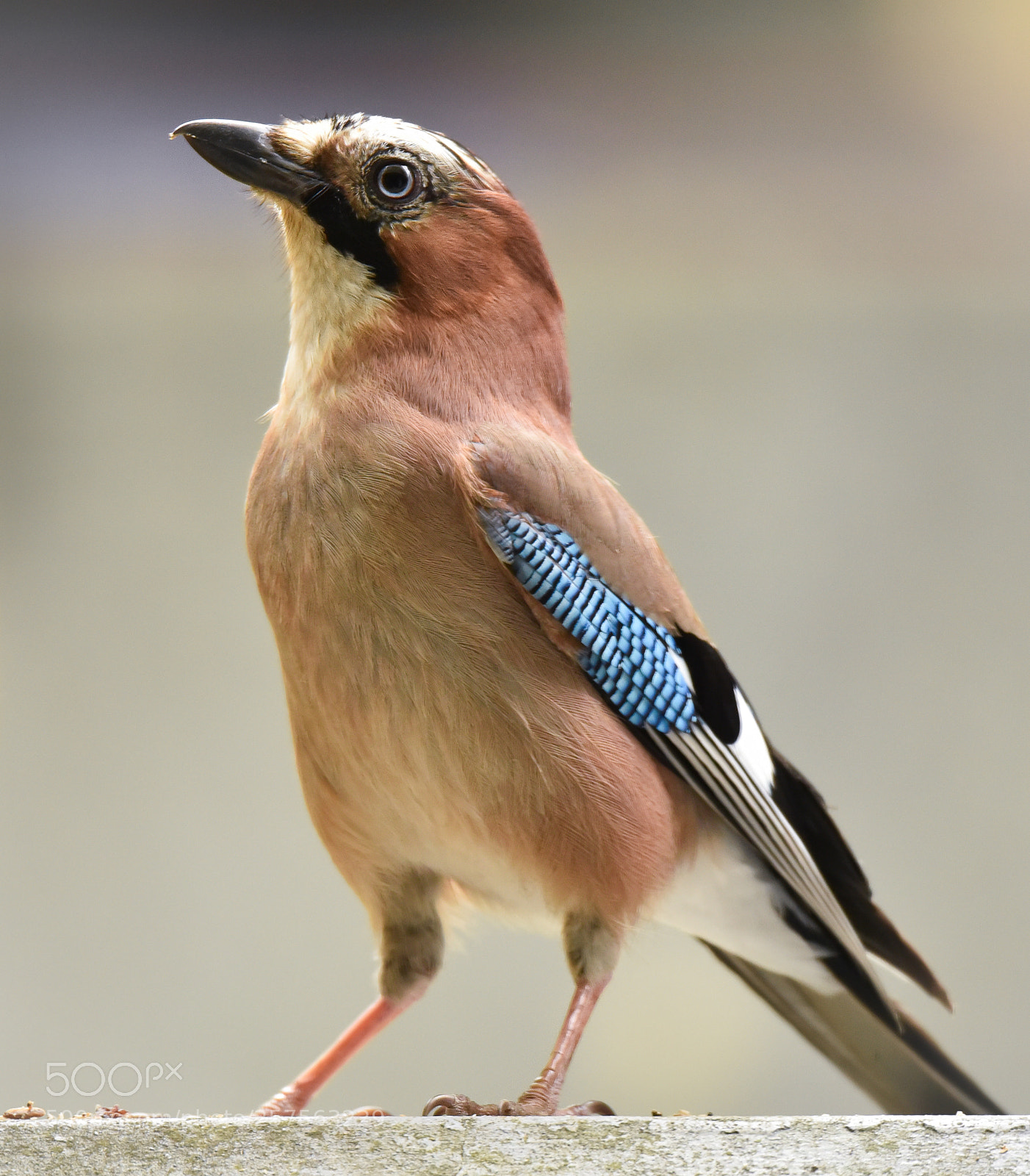 Nikon D750 sample photo. Eurasian jay photography