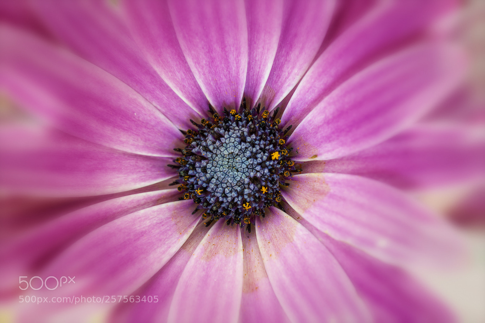 Canon EOS 6D sample photo. Flo 1 photography