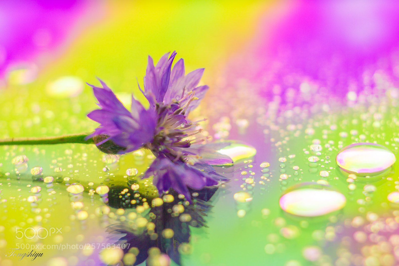 Canon EOS 7D sample photo. Flower photography