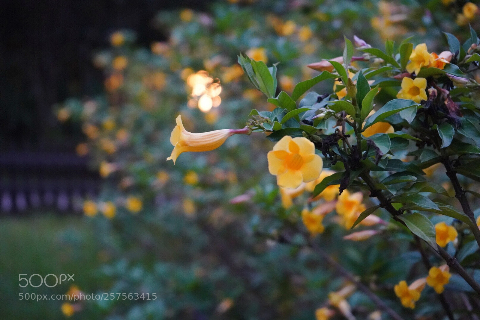 Sony a7 III sample photo. Untitled photography